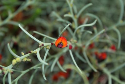 Daviesia incrassata, photographed by Em Lamond