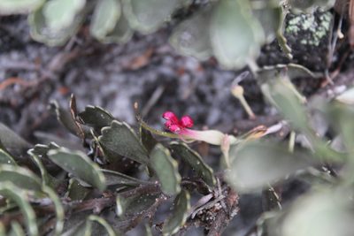Adenanthos cuneatus, photographed by Em Lamond