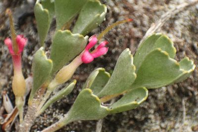 Adenanthos cuneatus, photographed by Em Lamond