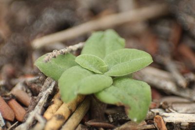 Pterostylis vittata, photographed by Em Lamond
