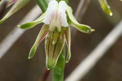 Prasophyllum parvifolium, photographed by Em Lamond