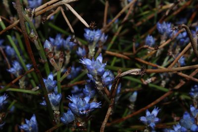 Conospermum caeruleum, photographed by Em Lamond