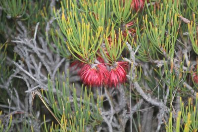 Melaleuca gracilis, photographed by Em Lamond