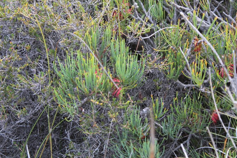 Melaleuca gracilis, photographed by Em Lamond