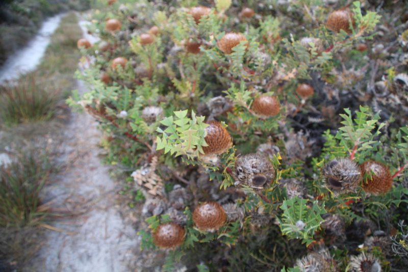 Banksia baxteri, photographed by Em Lamond