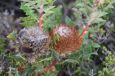 Banksia baxteri, photographed by Em Lamond