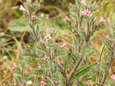 Echium asperrimum, photographed by Aissa Djamel Filali