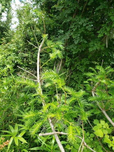 Torreya taxifolia, photographed by Jody Shugart