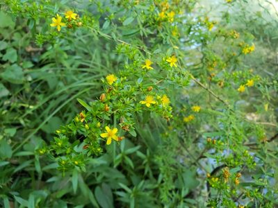 Hypericum galioides, photographed by Jody Shugart