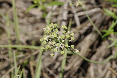 Allium cuthbertii, photographed by Eric Knight