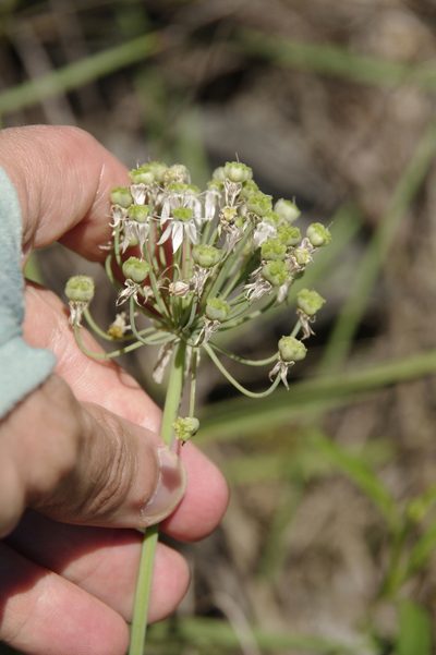 Allium cuthbertii, photographed by Eric Knight