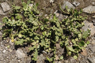 Opuntia mesacantha, photographed by Eric Knight