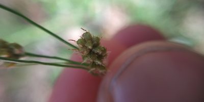 Luzula pallescens, photographed by Yurii Basov