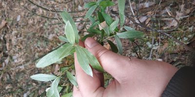 Salix rosmarinifolia, photographed by Yurii Basov