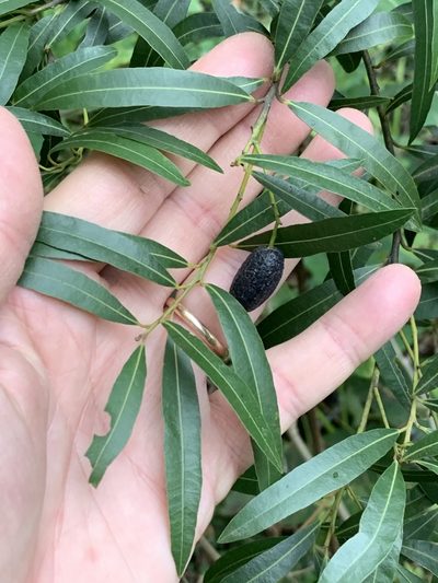 Cryptocarya angustifolia, photographed by Dave Richardson