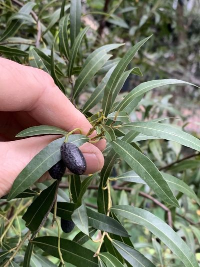 Cryptocarya angustifolia, photographed by Dave Richardson