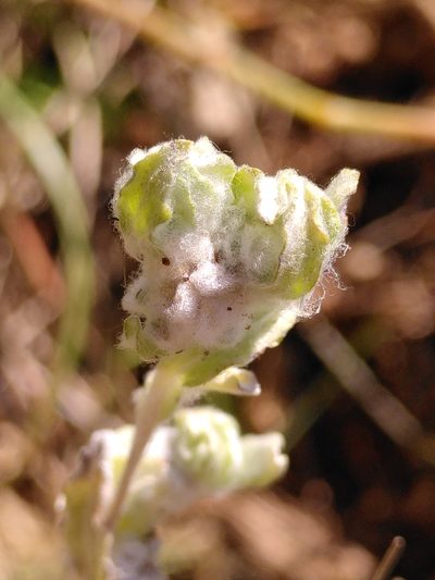 Bombycilaena erecta, photographed by Yves Bas