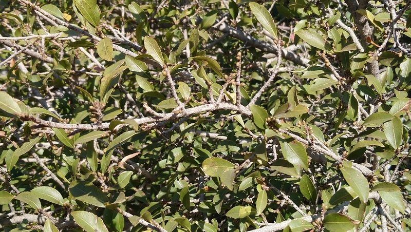 Ochna pretoriensis, photographed by Henry de Lange