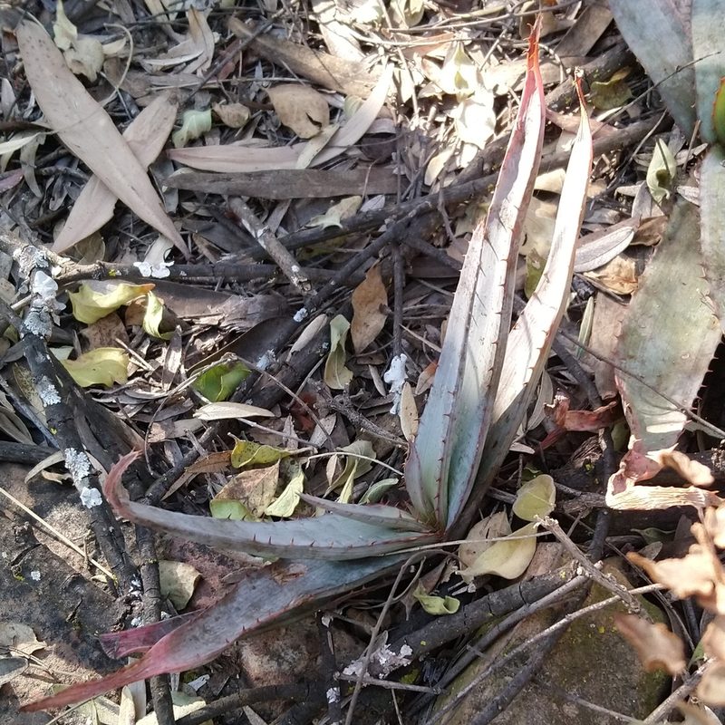Aloe pretoriensis, photographed by Henry de Lange