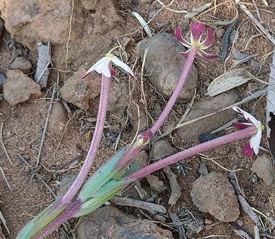 Zaluzianskya elongata, photographed by Henry de Lange