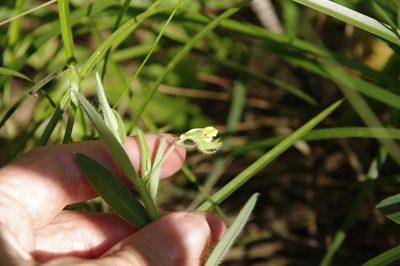 Crotalaria sagittalis, photographed by Eric Knight
