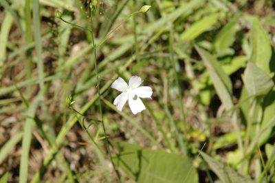 Callirhoe alcaeoides, photographed by Eric Knight