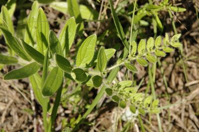 Lithospermum decipiens, photographed by Eric Knight