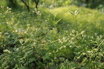 Torilis scabra, photographed by harum.koh