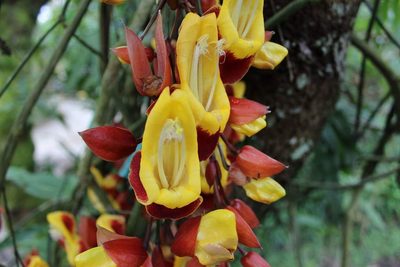 Thunbergia mysorensis, photographed by Jorge Magracia