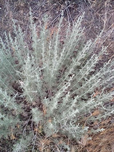 Artemisia taurica, photographed by Михаил Орлов