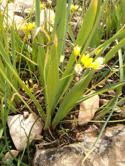 Allium moly, photographed by Joan C. Hinojosa