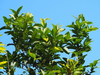 Syzygium samarangense, photographed by 葉子