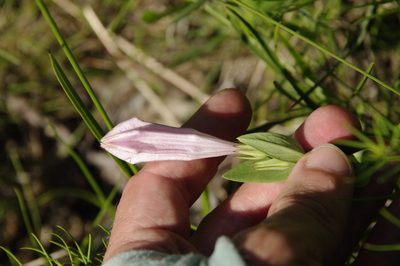 Spigelia alabamensis, photographed by Eric Knight