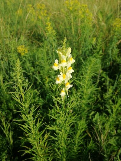 Linaria biebersteinii, photographed by Екатерина Кропочева