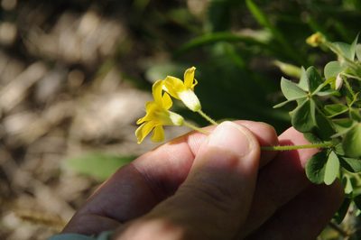 Oxalis macrantha, photographed by Eric Knight