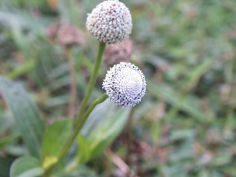 Spilanthes urens, photographed by Lsf