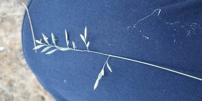 Festuca ovina, photographed by Yurii Basov