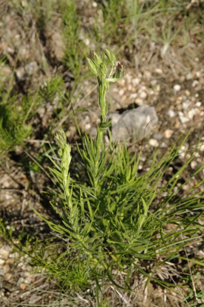 Liatris oligocephala, photographed by Eric Knight
