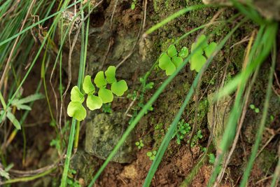 Adiantum philippense, photographed by 國立臺灣博物館