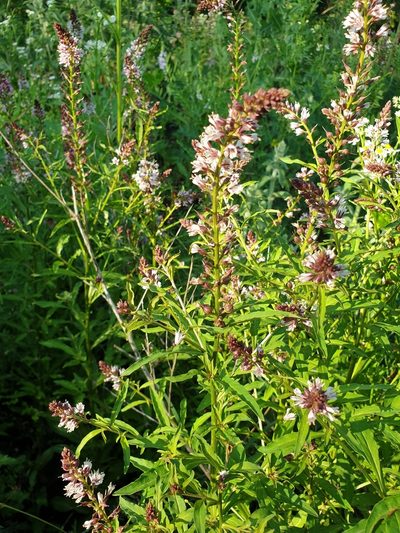Lysimachia dubia, photographed by Алена Ручка