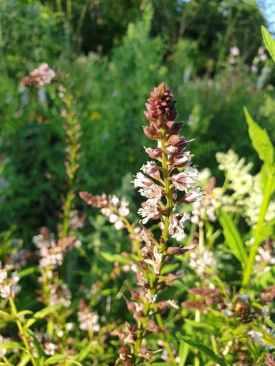 Lysimachia dubia, photographed by Алена Ручка