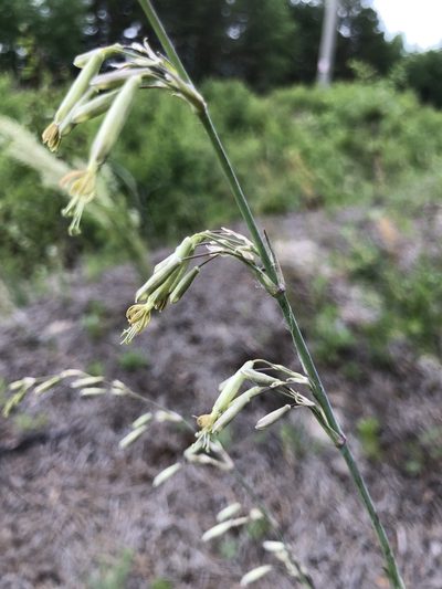 Silene chlorantha, photographed by Valerii Glazunov