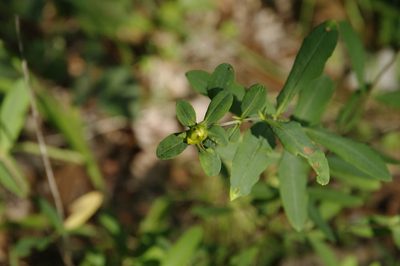 Hypericum frondosum, photographed by Eric Knight