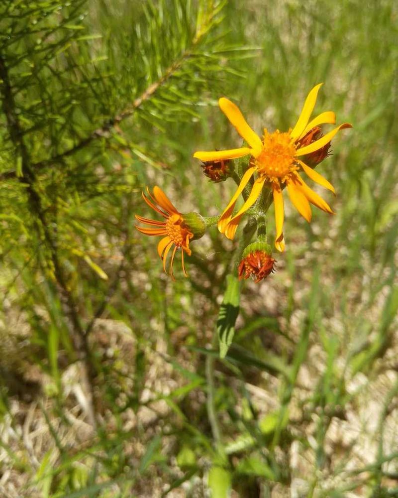 Tephroseris porphyrantha, photographed by Юлия