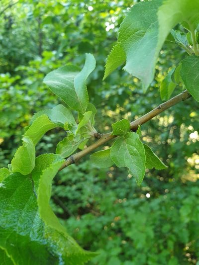 Malus orientalis, photographed by Алена Ручка