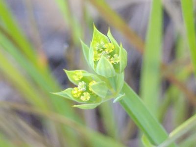 Bupleurum baldense, photographed by Yves Bas