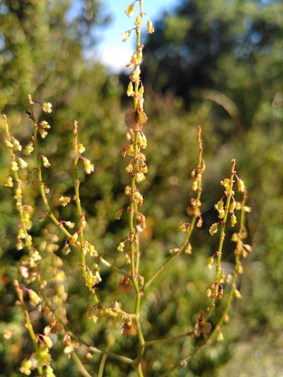 Rumex intermedius, photographed by Yves Bas