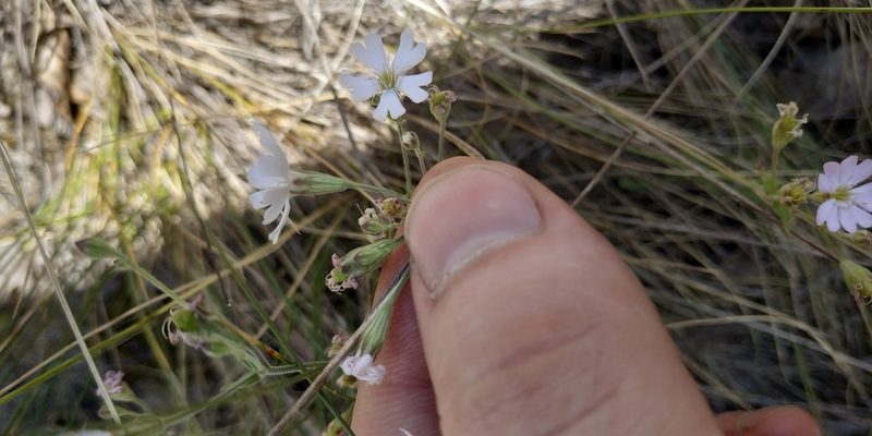 Silene samojedorum, photographed by Yurii Basov