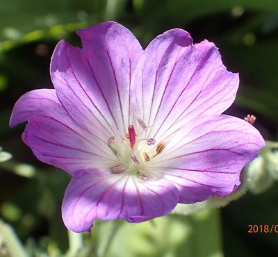 Geranium multisectum, photographed by Peter Warren