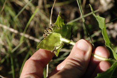 Tetragonotheca helianthoides, photographed by Eric Knight